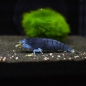Preview: Blaue Monsterfächergarnele, Atya gabonensis